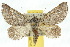  ( - 10ANIC-03974)  @15 [ ] CreativeCommons - Attribution (2010) CBG Photography Group Centre for Biodiversity Genomics