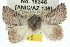  ( - 10ANIC-03975)  @15 [ ] CreativeCommons - Attribution (2010) CBG Photography Group Centre for Biodiversity Genomics