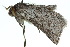  ( - 10ANIC-03976)  @13 [ ] CreativeCommons - Attribution (2010) CBG Photography Group Centre for Biodiversity Genomics
