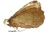  ( - 10ANIC-03985)  @13 [ ] CreativeCommons - Attribution (2010) CBG Photography Group Centre for Biodiversity Genomics