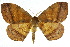  ( - 10ANIC-03986)  @11 [ ] CreativeCommons - Attribution (2010) CBG Photography Group Centre for Biodiversity Genomics