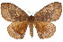  (Eupterote - 10ANIC-03987)  @15 [ ] CreativeCommons - Attribution (2010) CBG Photography Group Centre for Biodiversity Genomics