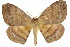  (Eupterote - 10ANIC-03988)  @15 [ ] CreativeCommons - Attribution (2010) CBG Photography Group Centre for Biodiversity Genomics