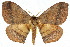 ( - 10ANIC-03990)  @11 [ ] CreativeCommons - Attribution (2010) CBG Photography Group Centre for Biodiversity Genomics