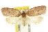  ( - 10ANIC-04004)  @15 [ ] CreativeCommons - Attribution (2010) CBG Photography Group Centre for Biodiversity Genomics