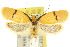  ( - 10ANIC-04013)  @13 [ ] CreativeCommons - Attribution (2010) CBG Photography Group Centre for Biodiversity Genomics