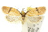  ( - 10ANIC-04014)  @11 [ ] CreativeCommons - Attribution (2010) CBG Photography Group Centre for Biodiversity Genomics