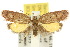  (Doleromima - 10ANIC-04020)  @15 [ ] CreativeCommons - Attribution (2010) CBG Photography Group Centre for Biodiversity Genomics