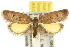  ( - 10ANIC-04021)  @11 [ ] CreativeCommons - Attribution (2010) CBG Photography Group Centre for Biodiversity Genomics