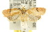  ( - 10ANIC-04022)  @14 [ ] CreativeCommons - Attribution (2010) CBG Photography Group Centre for Biodiversity Genomics