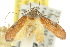  ( - 10ANIC-04029)  @11 [ ] CreativeCommons - Attribution (2010) CBG Photography Group Centre for Biodiversity Genomics
