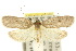  ( - 10ANIC-04031)  @15 [ ] CreativeCommons - Attribution (2010) CBG Photography Group Centre for Biodiversity Genomics