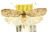  (Peritornenta stigmatias - 10ANIC-04032)  @15 [ ] CreativeCommons - Attribution (2010) CBG Photography Group Centre for Biodiversity Genomics