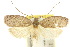  ( - 10ANIC-04033)  @15 [ ] CreativeCommons - Attribution (2010) CBG Photography Group Centre for Biodiversity Genomics