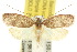  ( - 10ANIC-04035)  @15 [ ] CreativeCommons - Attribution (2010) CBG Photography Group Centre for Biodiversity Genomics