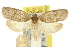  ( - 10ANIC-04036)  @15 [ ] CreativeCommons - Attribution (2010) CBG Photography Group Centre for Biodiversity Genomics