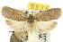  ( - 10ANIC-04037)  @14 [ ] CreativeCommons - Attribution (2010) CBG Photography Group Centre for Biodiversity Genomics