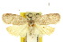  (Peritornenta lissopis - 10ANIC-04039)  @11 [ ] CreativeCommons - Attribution (2010) CBG Photography Group Centre for Biodiversity Genomics