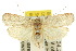  ( - 10ANIC-04040)  @13 [ ] CreativeCommons - Attribution (2010) CBG Photography Group Centre for Biodiversity Genomics