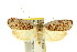  ( - 10ANIC-04041)  @14 [ ] CreativeCommons - Attribution (2010) CBG Photography Group Centre for Biodiversity Genomics