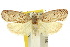  ( - 10ANIC-04042)  @13 [ ] CreativeCommons - Attribution (2010) CBG Photography Group Centre for Biodiversity Genomics