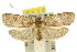  ( - 10ANIC-04045)  @15 [ ] CreativeCommons - Attribution (2010) CBG Photography Group Centre for Biodiversity Genomics
