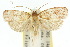  ( - 10ANIC-04046)  @11 [ ] CreativeCommons - Attribution (2010) CBG Photography Group Centre for Biodiversity Genomics