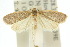  ( - 10ANIC-04050)  @15 [ ] CreativeCommons - Attribution (2010) CBG Photography Group Centre for Biodiversity Genomics