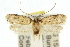  (Psorosticha - 10ANIC-04066)  @15 [ ] CreativeCommons - Attribution (2010) CBG Photography Group Centre for Biodiversity Genomics
