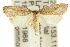  ( - 10ANIC-04068)  @15 [ ] CreativeCommons - Attribution (2010) CBG Photography Group Centre for Biodiversity Genomics