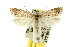  (Heterobathra - 10ANIC-04076)  @15 [ ] CreativeCommons - Attribution (2010) CBG Photography Group Centre for Biodiversity Genomics