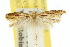  (Eutorna intonsa - 10ANIC-04084)  @14 [ ] CreativeCommons - Attribution (2010) CBG Photography Group Centre for Biodiversity Genomics