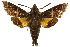  (Macroglossum dohertyi - 10ANIC-04122)  @15 [ ] CreativeCommons - Attribution (2010) CBG Photography Group Centre for Biodiversity Genomics