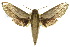  ( - 10ANIC-04125)  @13 [ ] CreativeCommons - Attribution (2010) CBG Photography Group Centre for Biodiversity Genomics