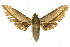  ( - 10ANIC-04128)  @13 [ ] CreativeCommons - Attribution (2010) CBG Photography Group Centre for Biodiversity Genomics