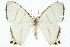  (Cyphura geminia - 10ANIC-04153)  @14 [ ] CreativeCommons - Attribution (2010) CBG Photography Group Centre for Biodiversity Genomics