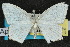  ( - 10ANIC-04168)  @13 [ ] CreativeCommons - Attribution (2010) CBG Photography Group Centre for Biodiversity Genomics