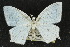  ( - 10ANIC-04172)  @11 [ ] CreativeCommons - Attribution (2010) CBG Photography Group Centre for Biodiversity Genomics