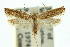  (Eutorna diaula - 10ANIC-04184)  @11 [ ] CreativeCommons - Attribution (2010) CBG Photography Group Centre for Biodiversity Genomics