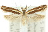  ( - 10ANIC-04187)  @15 [ ] CreativeCommons - Attribution (2010) CBG Photography Group Centre for Biodiversity Genomics
