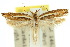  (Eutorna eurygramma - 10ANIC-04188)  @15 [ ] CreativeCommons - Attribution (2010) CBG Photography Group Centre for Biodiversity Genomics