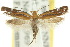  (Cryptolechiinae - 10ANIC-04191)  @15 [ ] CreativeCommons - Attribution (2010) CBG Photography Group Centre for Biodiversity Genomics