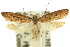  (Eutorna phaulocosma - 10ANIC-04194)  @11 [ ] CreativeCommons - Attribution (2010) CBG Photography Group Centre for Biodiversity Genomics