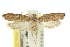  ( - 10ANIC-04195)  @11 [ ] CreativeCommons - Attribution (2010) CBG Photography Group Centre for Biodiversity Genomics