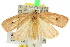  ( - 10ANIC-04198)  @14 [ ] CreativeCommons - Attribution (2010) CBG Photography Group Centre for Biodiversity Genomics