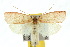  (Peritornenta - 10ANIC-04199)  @15 [ ] CreativeCommons - Attribution (2010) CBG Photography Group Centre for Biodiversity Genomics