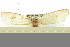  ( - 10ANIC-04200)  @12 [ ] CreativeCommons - Attribution (2010) CBG Photography Group Centre for Biodiversity Genomics