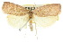  ( - 10ANIC-04201)  @11 [ ] CreativeCommons - Attribution (2010) CBG Photography Group Centre for Biodiversity Genomics