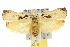  (Tonica effractella - 10ANIC-04203)  @15 [ ] CreativeCommons - Attribution (2010) CBG Photography Group Centre for Biodiversity Genomics