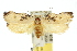  (Tonica effractella - 10ANIC-04204)  @15 [ ] CreativeCommons - Attribution (2010) CBG Photography Group Centre for Biodiversity Genomics